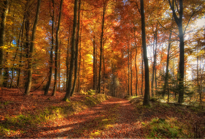лес, осень, Природа
