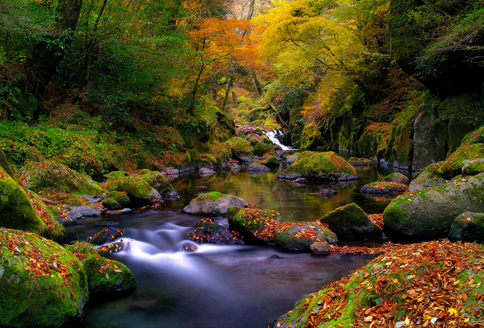ручей, мох, Природа, лес, река, листья, камни, осень