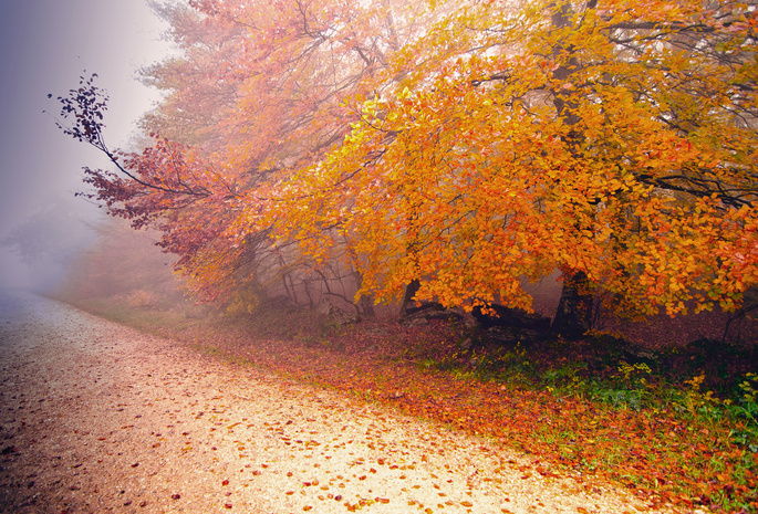 дорога, дерево, осень, Природа, туман
