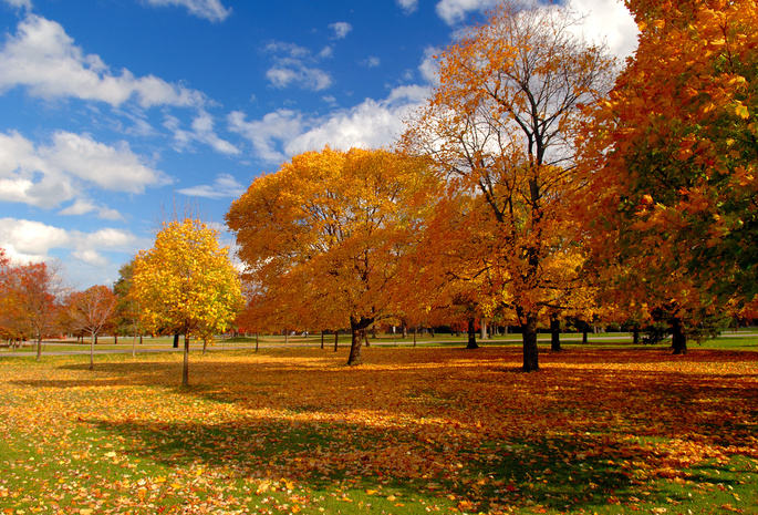небо, деревья, Природа, листва, осень, парк