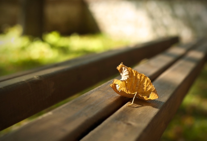 лавочка, осень, листик, скамейка, макро, Фото