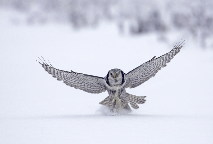 птица, снег, falcon, сокол, Животное, полёт, bird, зима, animal