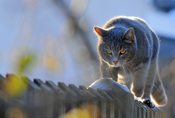 забор, животные, Кот, кот идет