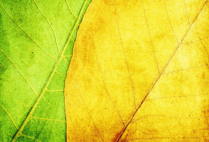 Текстура, зеленый, фон, листья, желтый