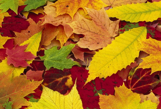 листья, времена года, опавшие, Природа, осень