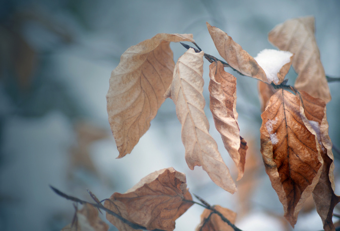 зима, осенние обои, осень, Макро обои, листья, снег