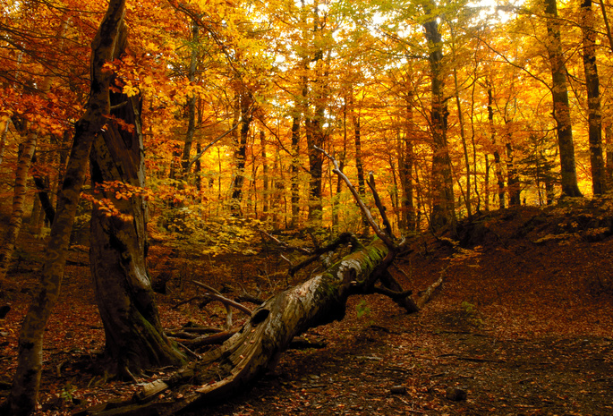лес, осень, Природа, дерево