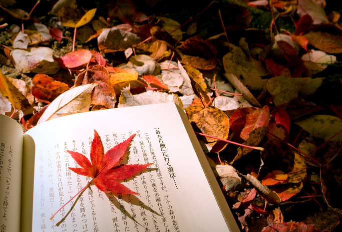 книга, осень, листва, Макро, лист, микс, японский
