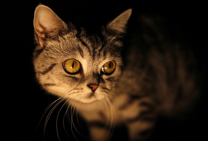 глаза, взгляд, Кошка