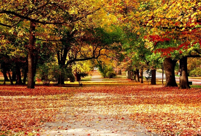 Аллея, краски, листья, осень, природа