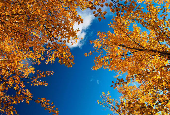ветки, Природа, небо, листва, золотая осень