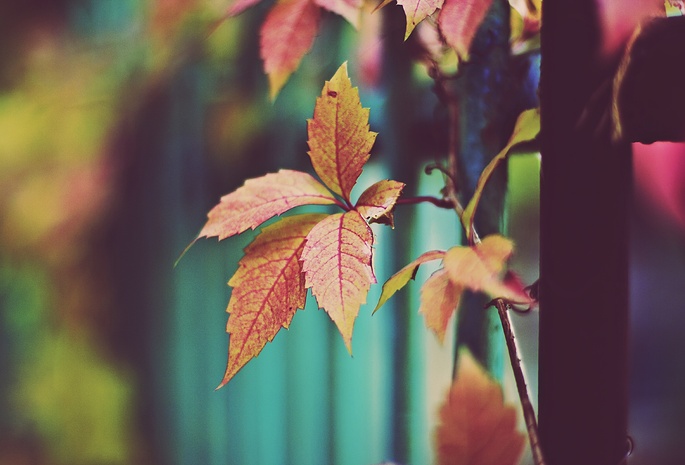Листья, сухие листья, оранжевые листья, осень