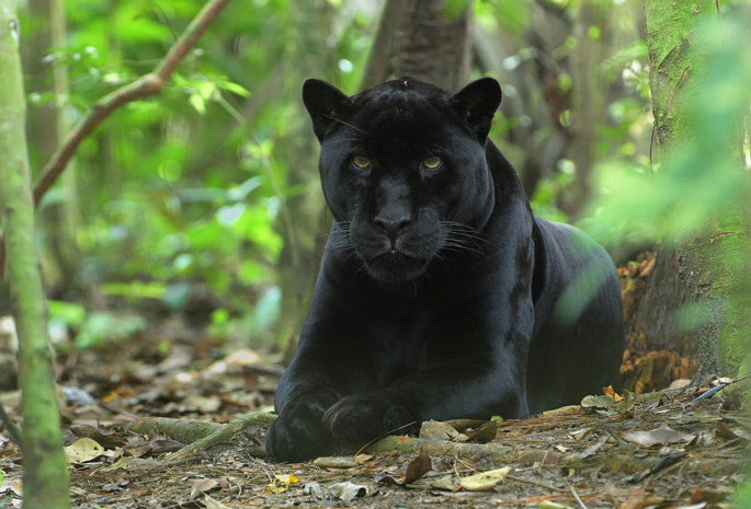 кошка, киска, чёрная, кошачьи, джунгли, морда, Пантера