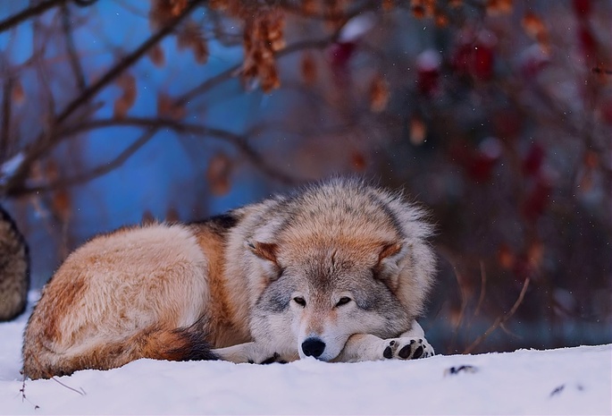 животное, Зима, снег, волк, лес