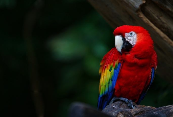 попугай, перья, Птица, цвета, ara, ара, клюв, parrot, colours, ярко