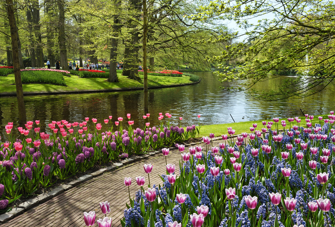 нидерланды, парк, garden of europe, Keukenhof, netherlands, цветы