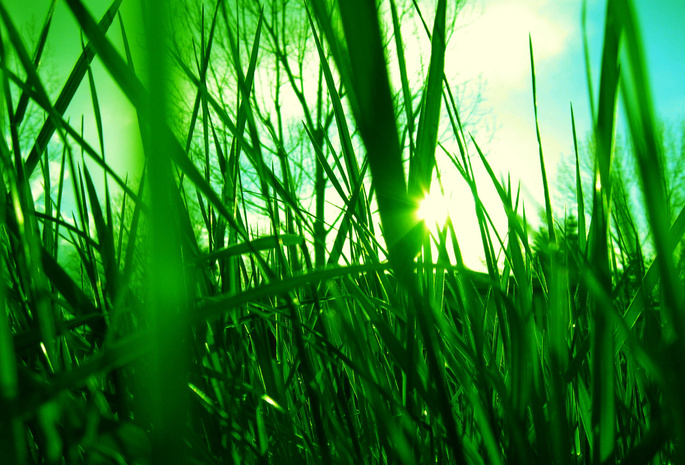 Трава, солнце, зеленое, свет, небо, лучи