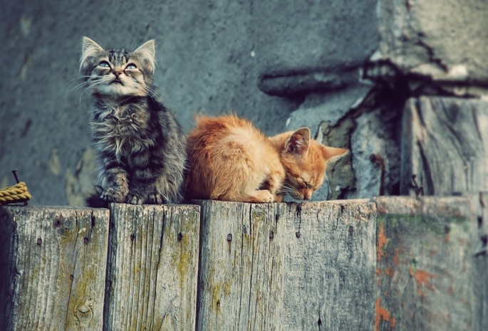 Кошки, котята, обои, wallpapers, забор, котэ