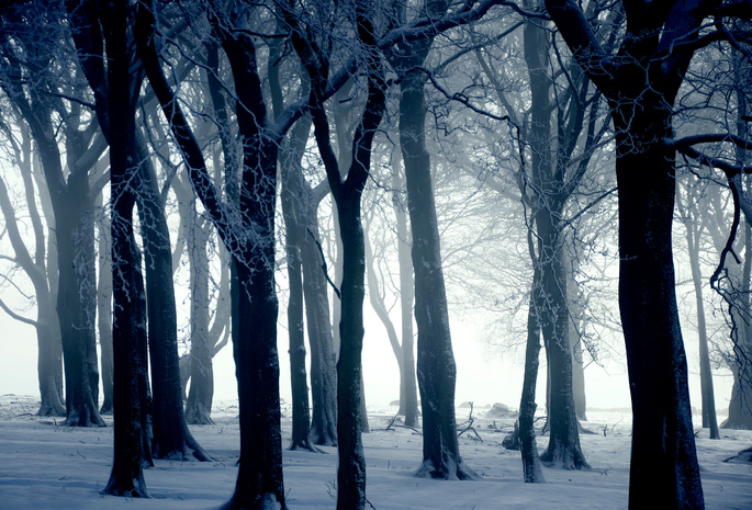 деревья, снег, зима, иний, Природа