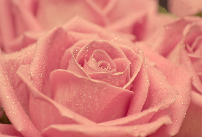 красота, капли, бутон, лепестки, Роза, розовая