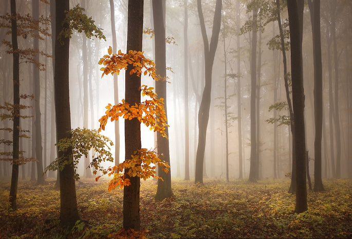 туман, Осень, деревья
