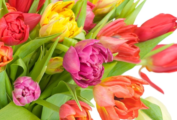 разноцветные, Цветы, тюльпаны