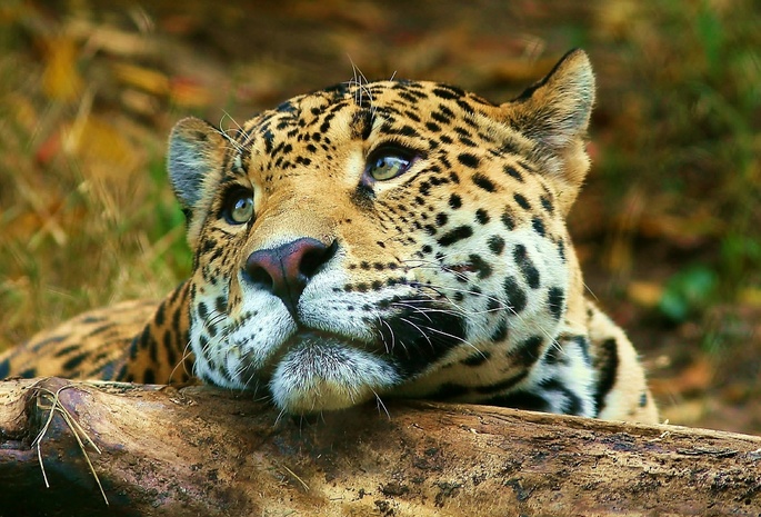 Леопард, leopard, лежит, взгляд