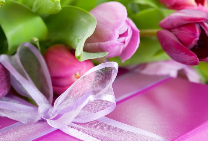 сиреневый, розовый, тюльпан, фиолетовый, Цветы, цветок