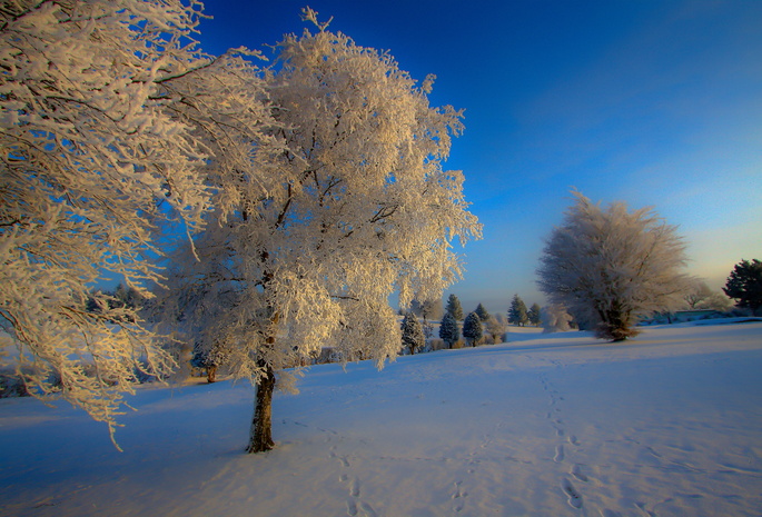 Природа, снег, зима, дерево, иний