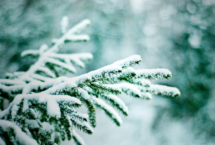 боке, елки, зима, Природа, снег, ветки