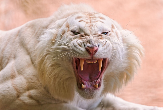 Белый тигр, пасть, клыки