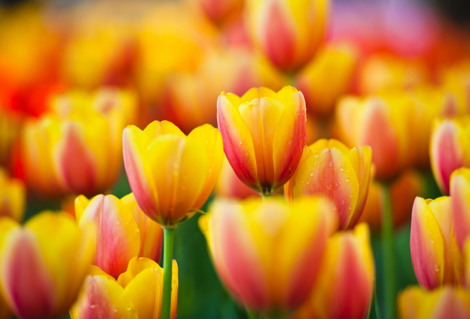 Цветы, tulips, тюльпаны, макро, желтые, flowers, yellow, macro