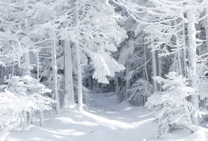 лес, снег, Природа, сказка, зима