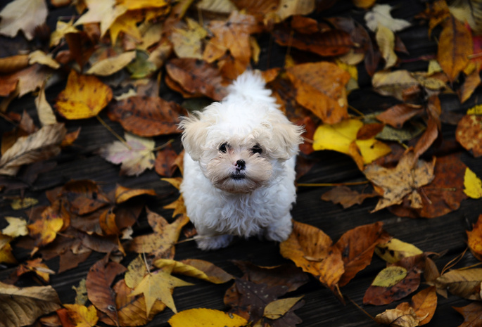 лохматый, листья, пес, маленький, Осень