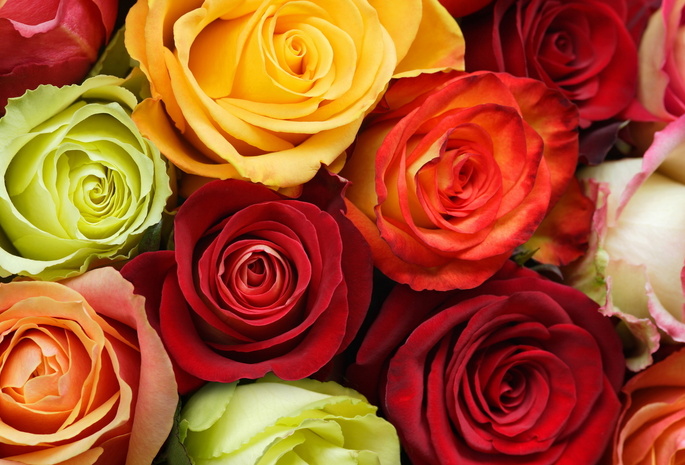 розы, красный, разноцветие, Цветы, бутоны, оранжевый