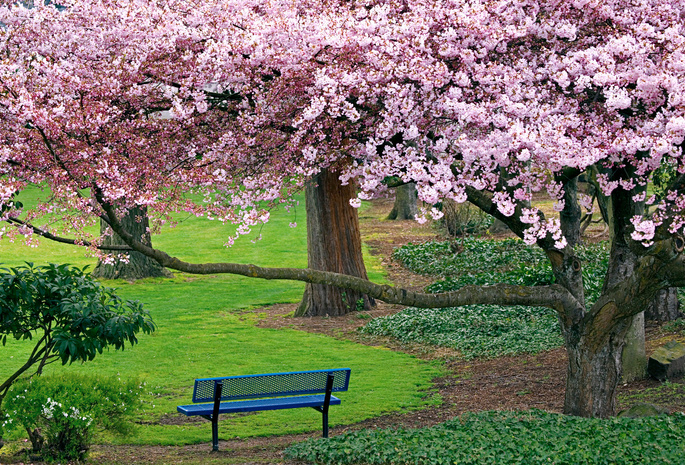 цветущая вишня, деревья, сакура, Природа, лавочка, парк
