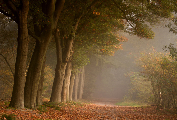 дорога, листва, лес, Природа, осень