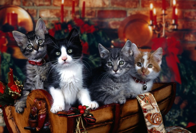 новый год, кошки, праздник, коты, Котята, четыре