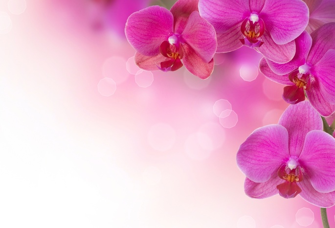 орхидеи, цветы, Розовые, растения