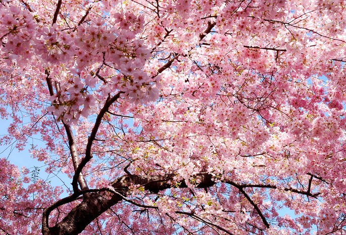 восток, розовые, лепестки, ветви, сакура, весна, Japan, sakura