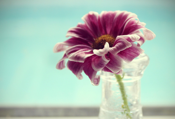 ваза, petals, water, макро, вода, macro, Цветок, лепестки, flower, vase