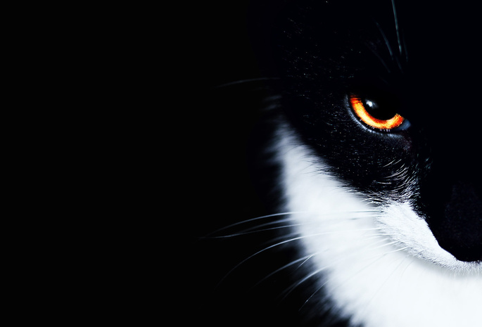 глаз, минимализм, фон, Кот, кошка, чёрный