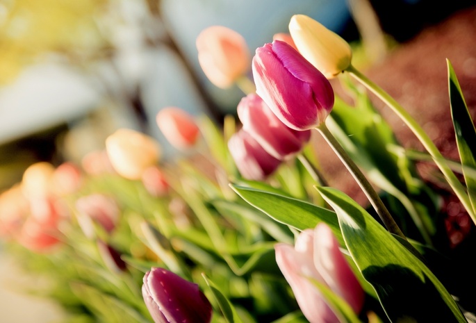 tulips, тюльпаны, макро, Цветы