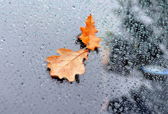 дождь, капли, вода, листья, Стекло, осень
