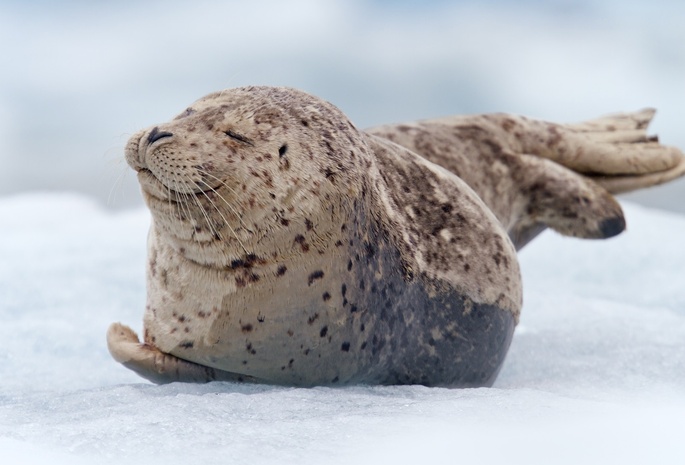 Тюлень, морской котик, детеныш, лежит, малыш, снег