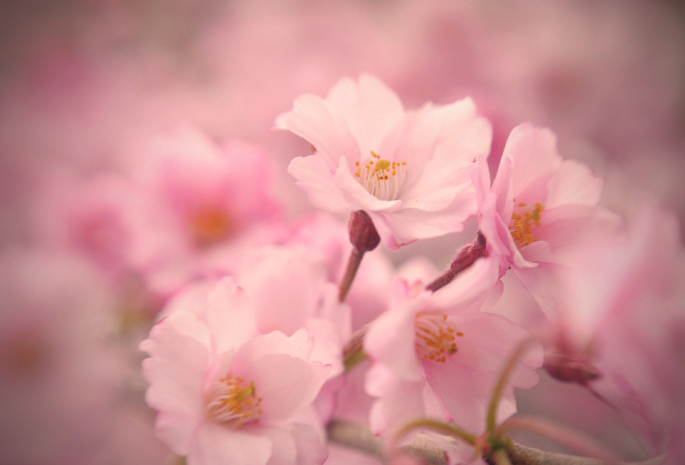 розовые, макро, цветы, весна, Сакура, нежность, цветение