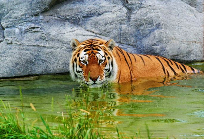 отдых, удивлённый, камень, вода, трава, Тигр