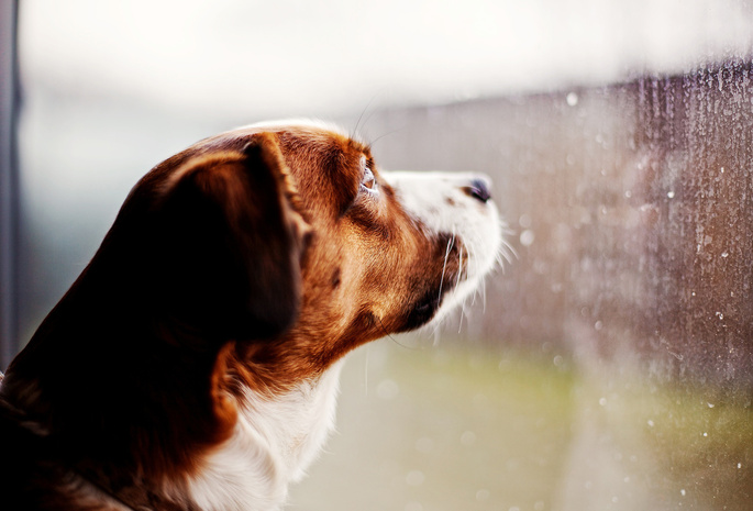стекло, Собака, смотрит, дождь, капли, окно