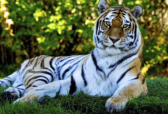 predator, cat, tiger, хищник, Тигр, кошка, боке, трава, природа