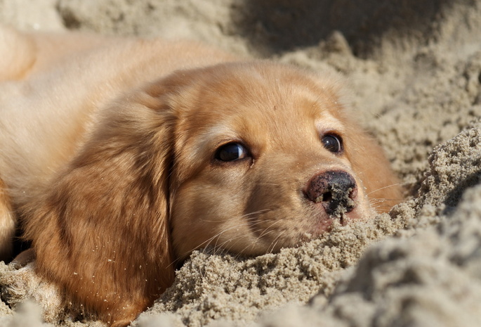 Собака, песок, природа